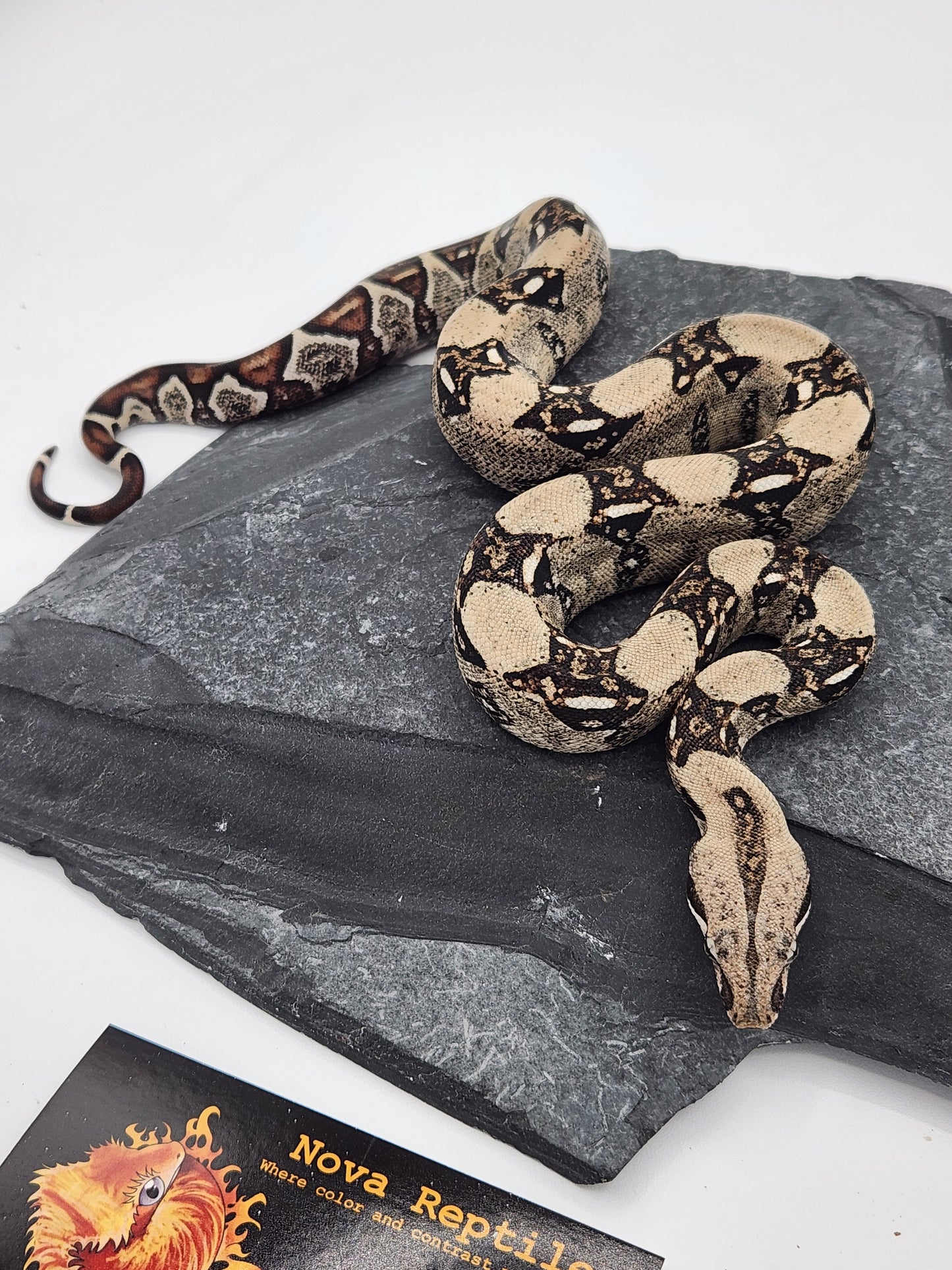 Snake - Columbian Red Tail Boa 2 - Male