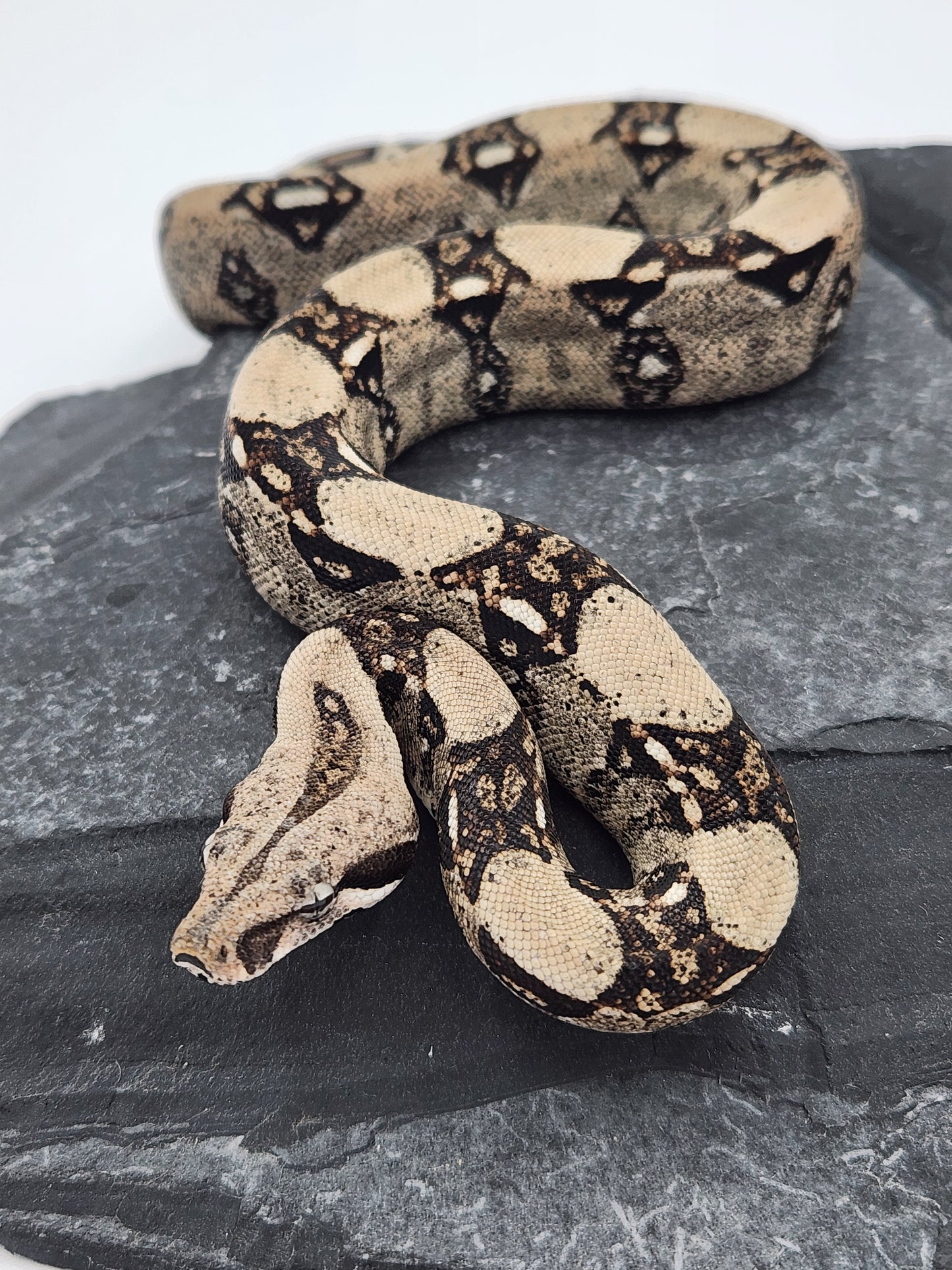 Snake - Columbian Red Tail Boa 2 - Male