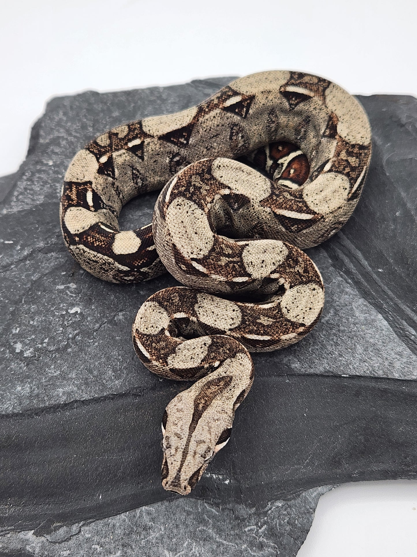 Snake - Columbian Red Tail Boa 1 - Male