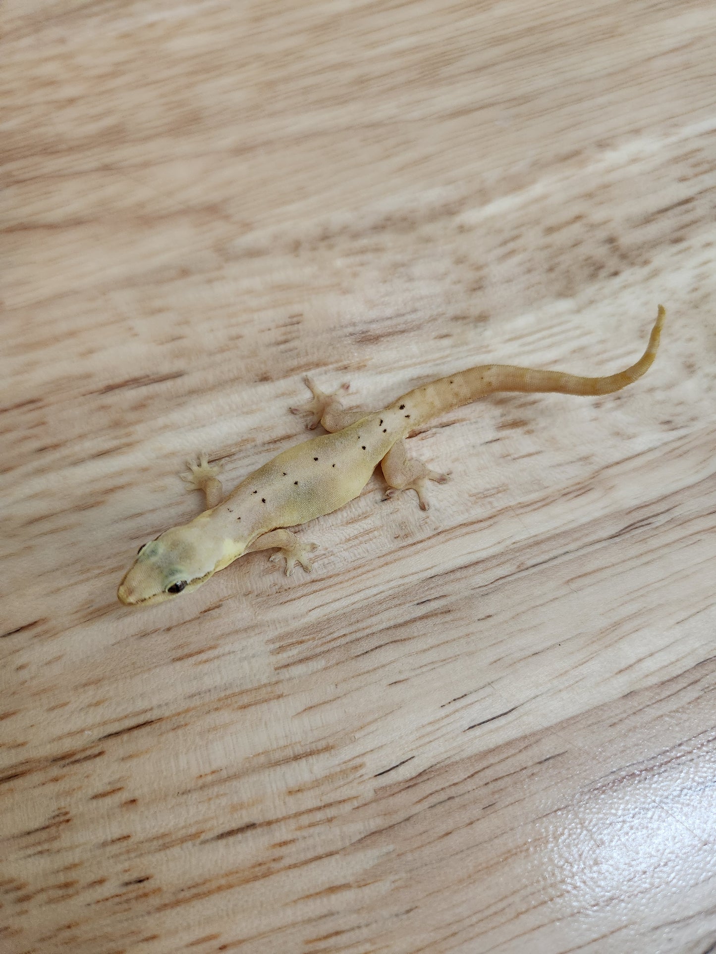 Other Geckos - Mourning Gecko - Type A "Common"