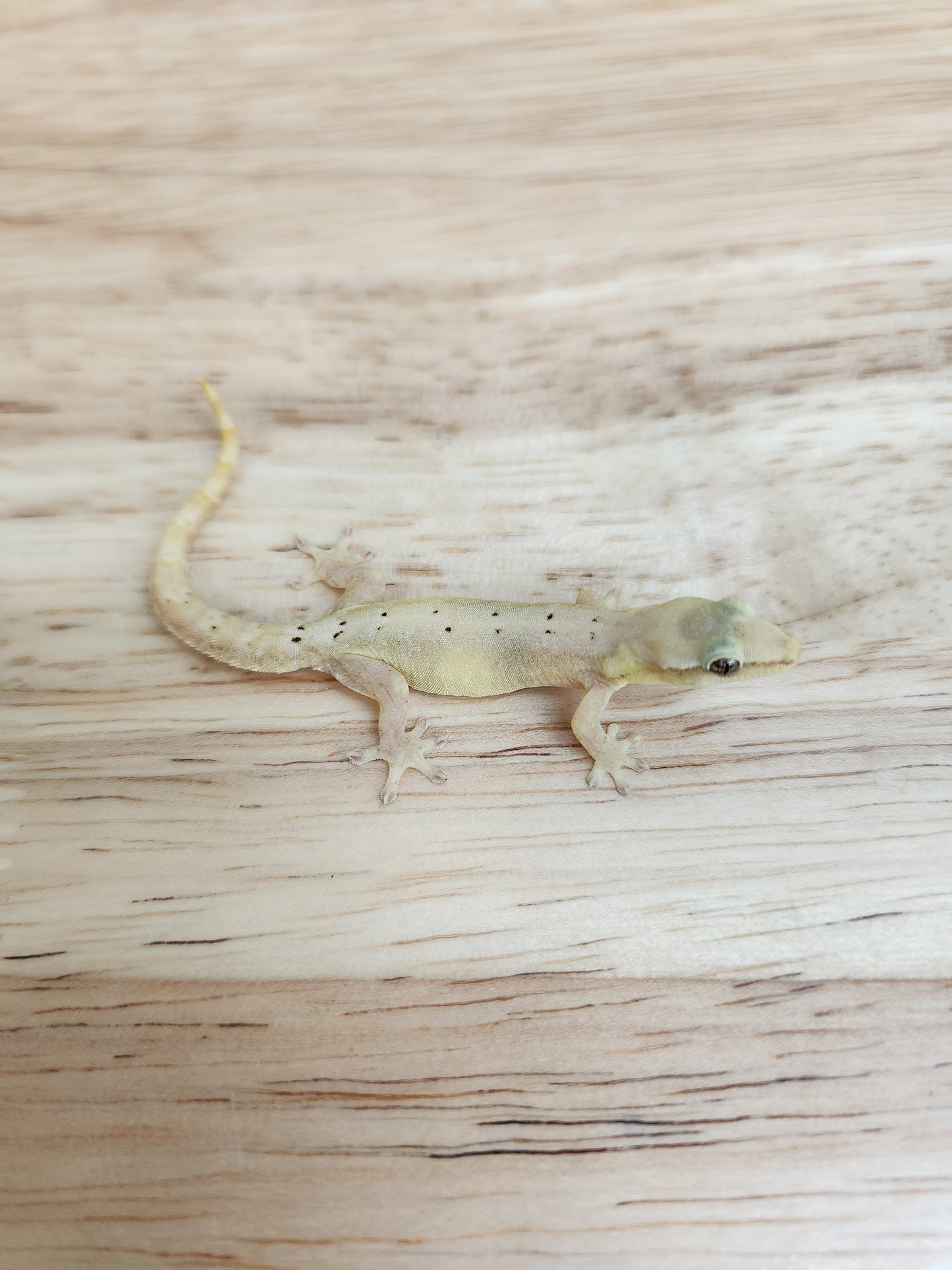 Other Geckos - Mourning Gecko - Type A "Common"