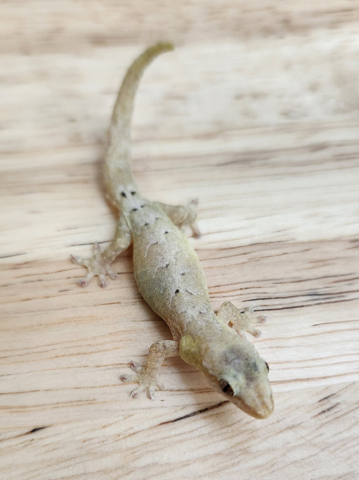 Other Geckos - Mourning Gecko - Type A "Common"