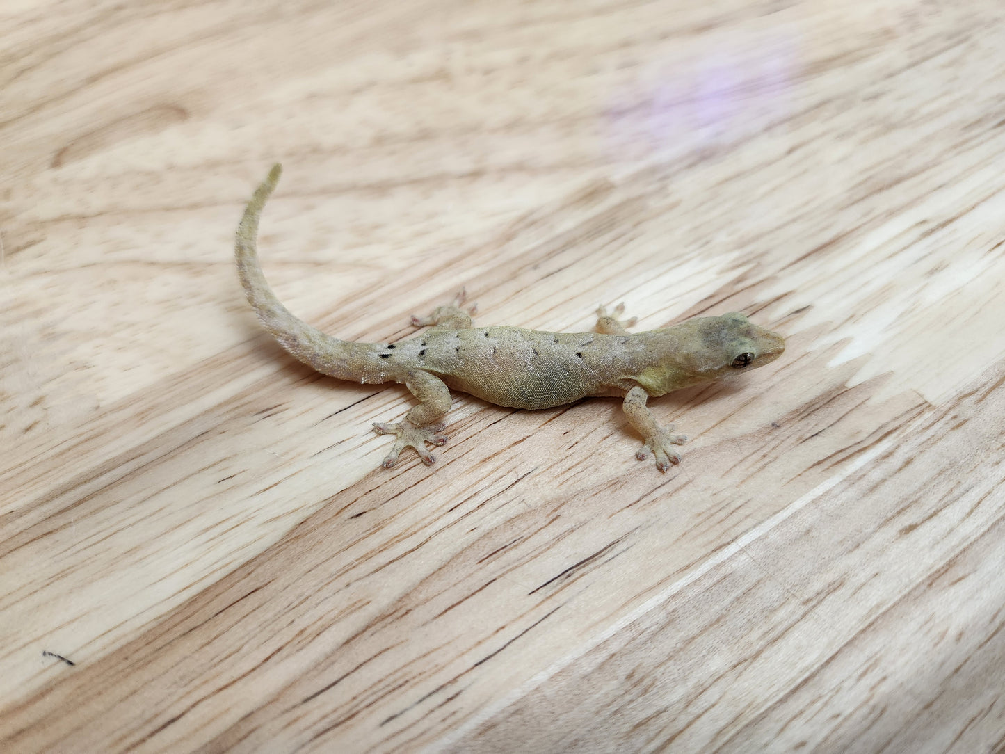 Other Geckos - Mourning Gecko - Type A "Common"