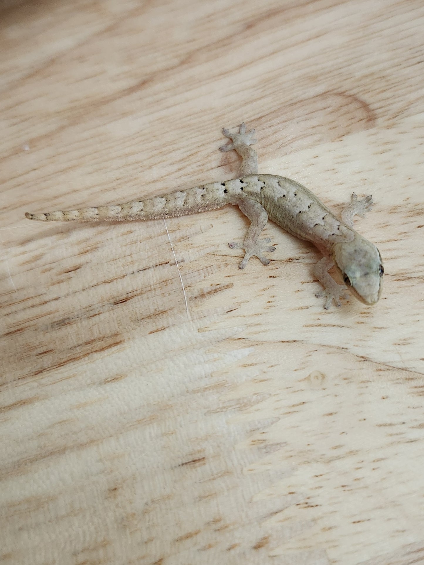 Other Geckos - Mourning Gecko - Type A "Common"