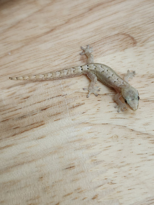 Other Geckos - Mourning Gecko - Type A "Common"
