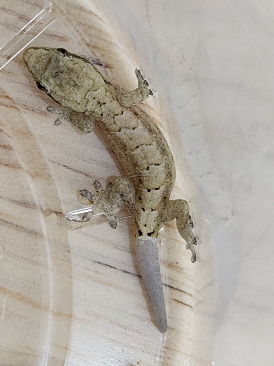 Other Geckos - Mourning Gecko - Type C "Yellow Belly"