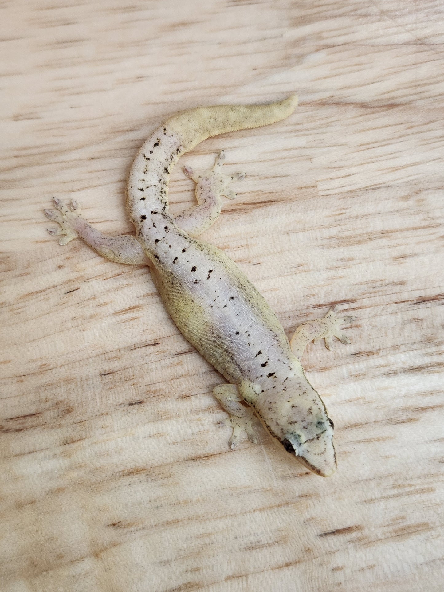 Other Geckos - Mourning Gecko - Type C "Yellow Belly"