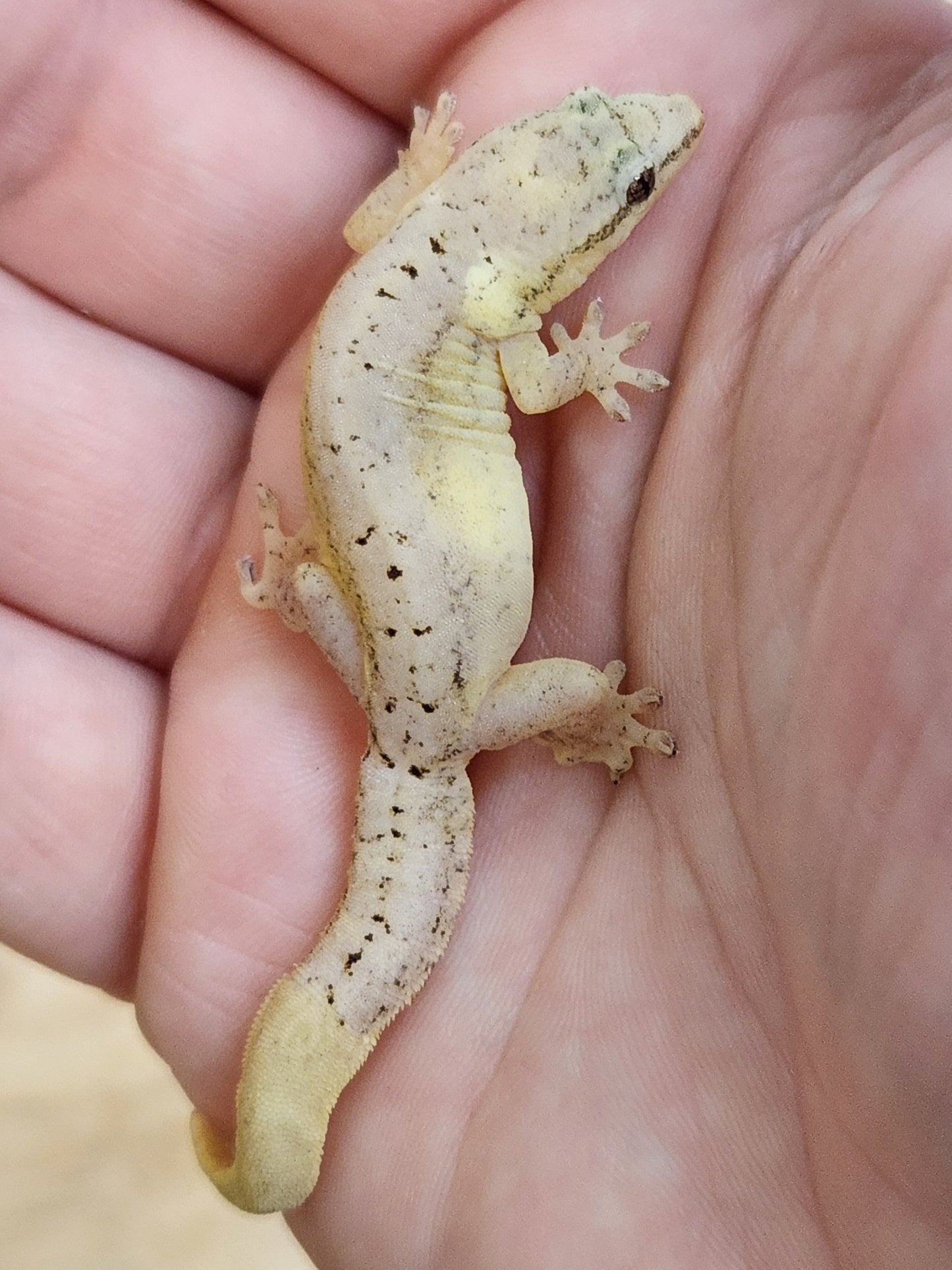 Other Geckos - Mourning Gecko - Type C "Yellow Belly"