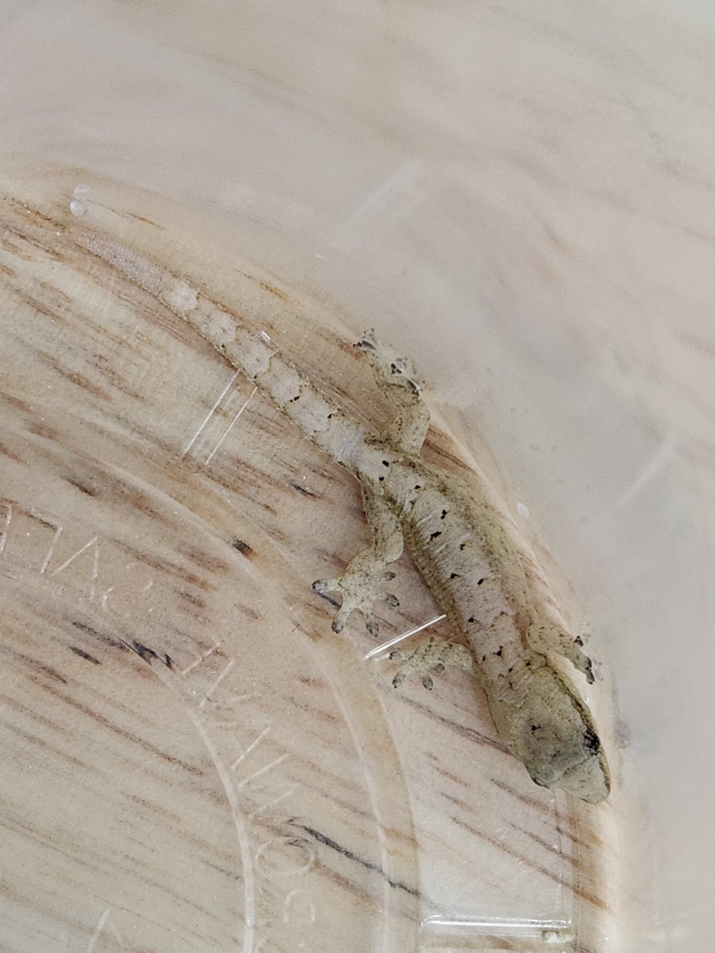 Other Geckos - Mourning Gecko - Type C "Yellow Belly"