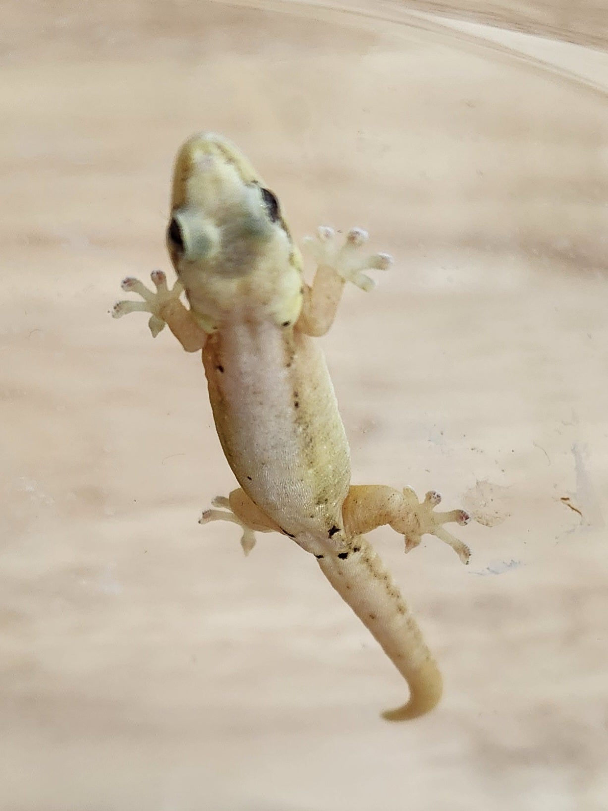 Other Geckos - Mourning Gecko - Type D "Hawaiian"
