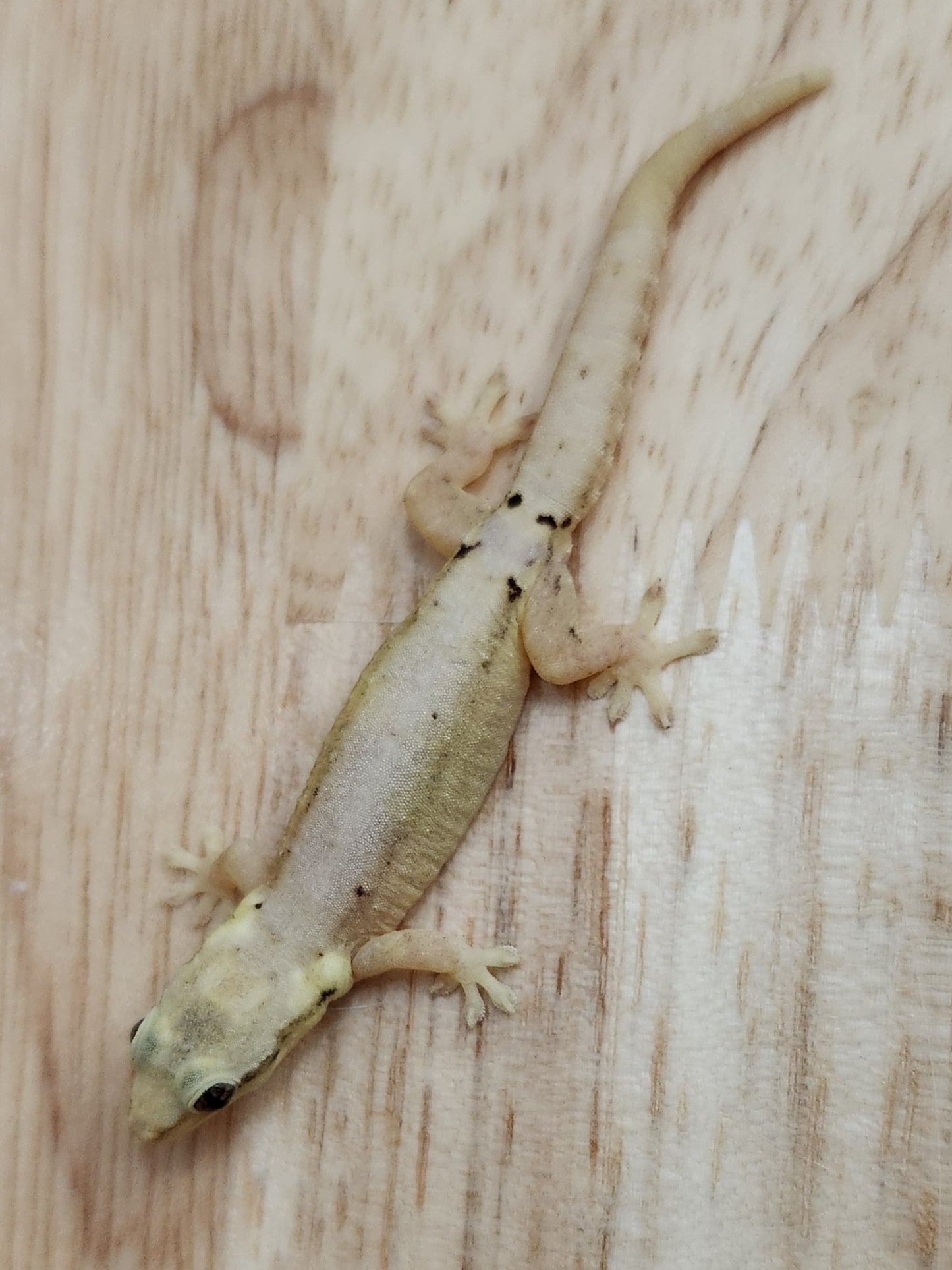 Other Geckos - Mourning Gecko - Type D "Hawaiian"