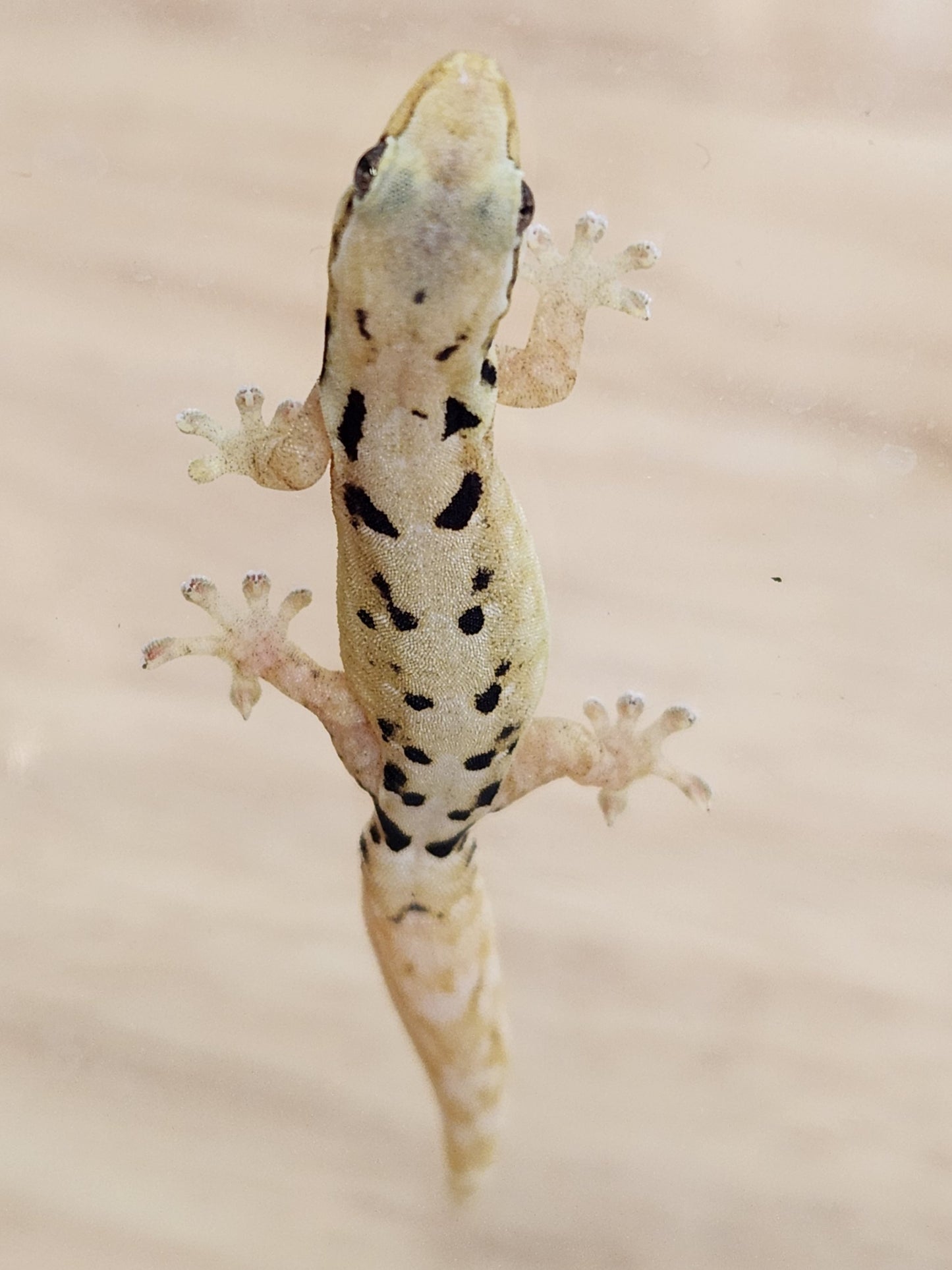 Other Geckos - Mourning Gecko - Type D "Hawaiian"