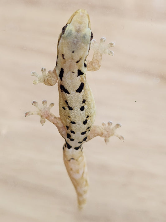Other Geckos - Mourning Gecko - Type D "Hawaiian"