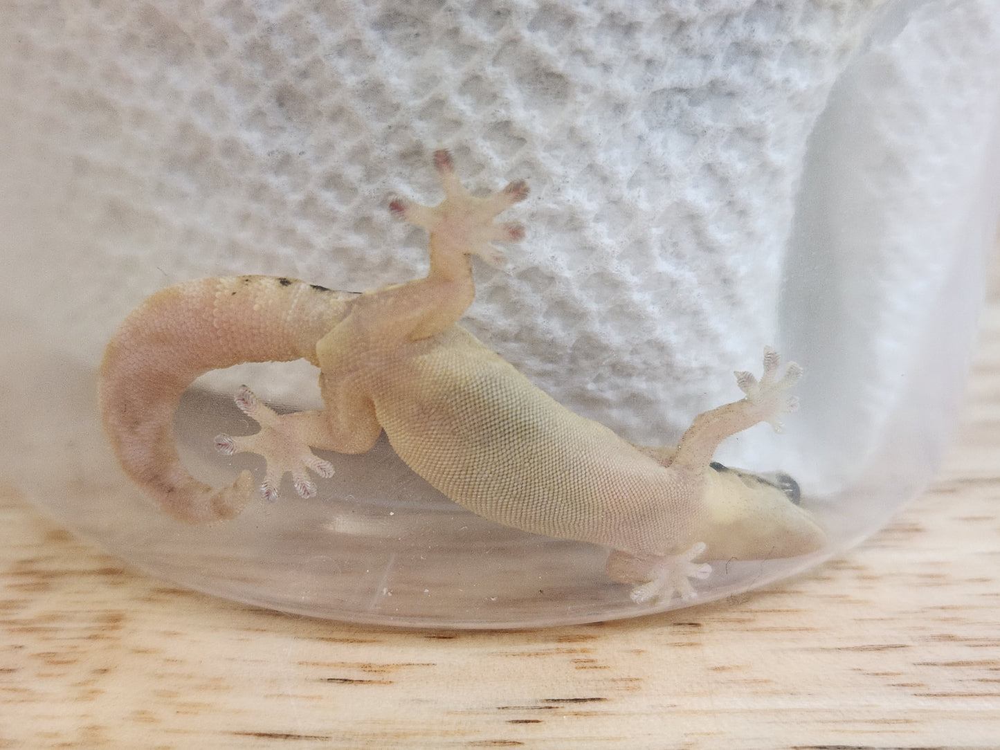 Other Geckos - Mourning Gecko - "Philippine Giant"