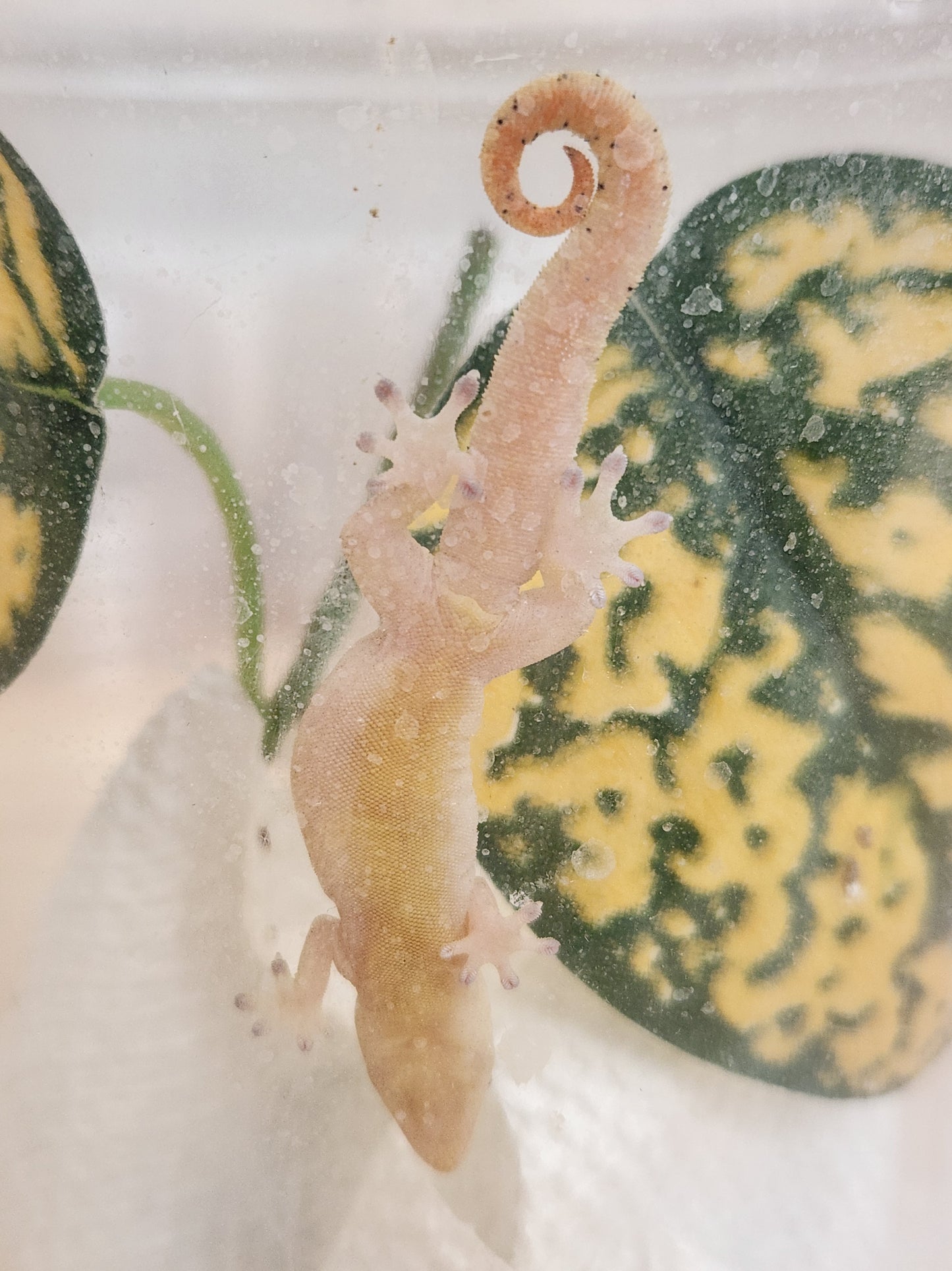 Other Geckos - Mourning Gecko - "Philippine Giant"