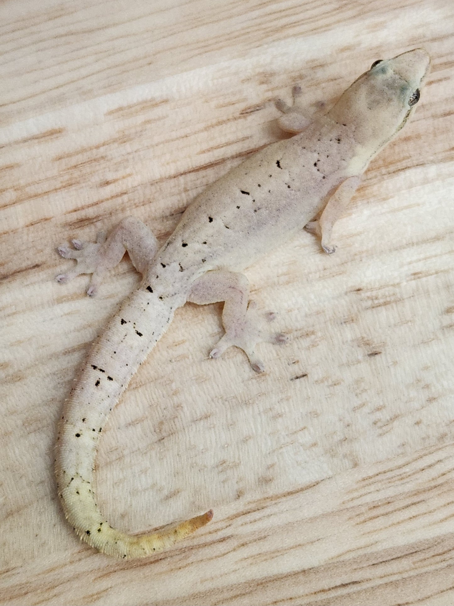 Other Geckos - Mourning Gecko - "Philippine Giant"