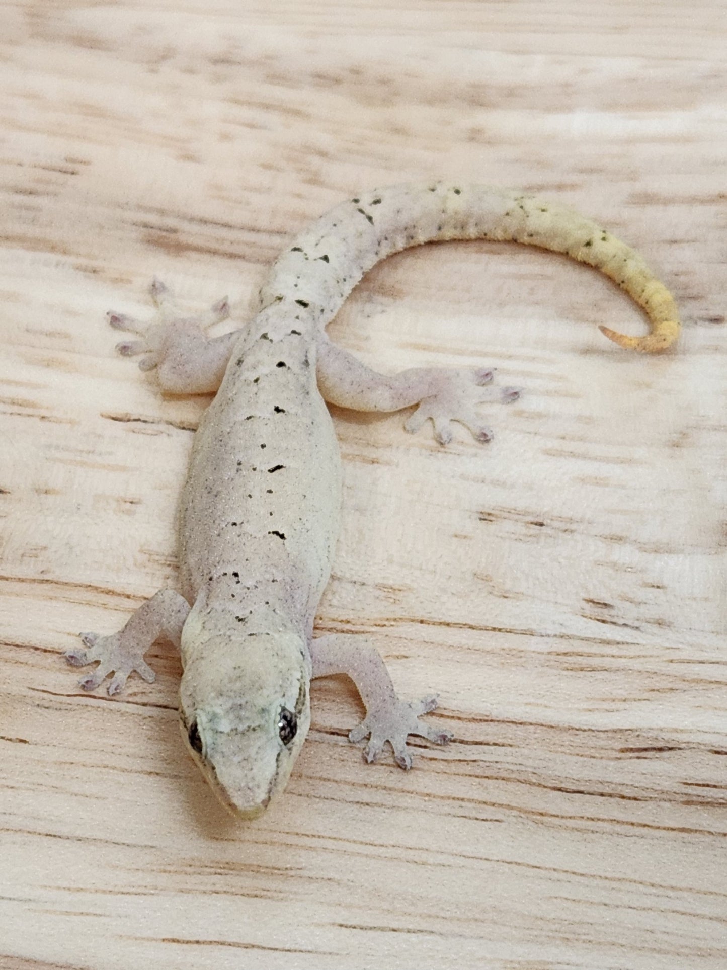 Other Geckos - Mourning Gecko - "Philippine Giant"