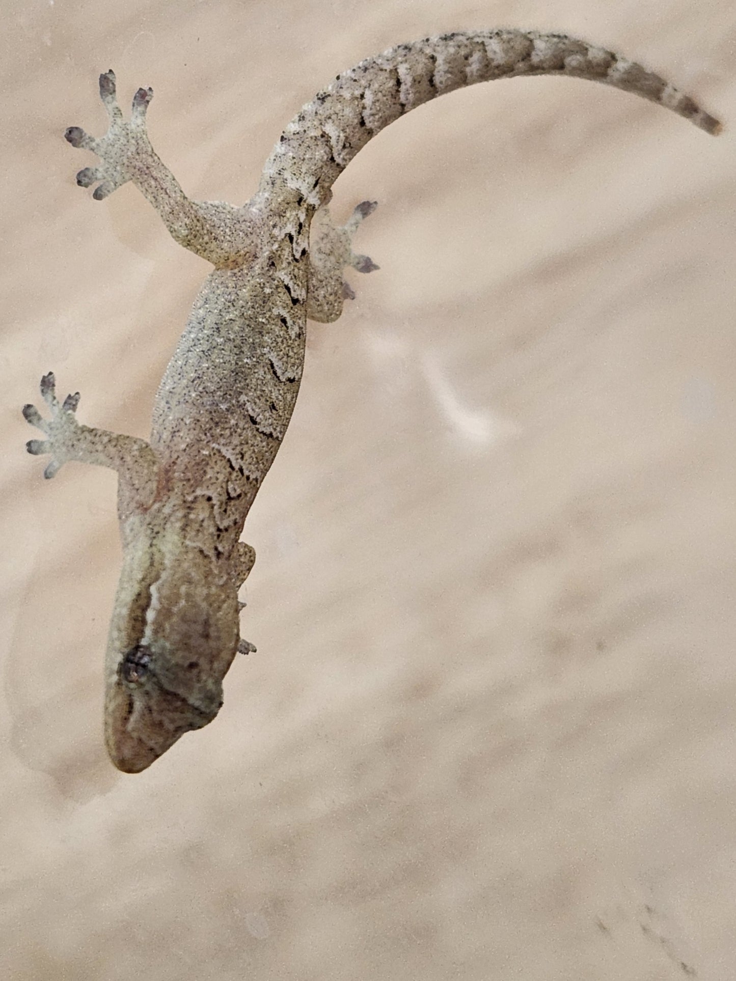 Other Geckos - Mourning Gecko - "Philippine Giant"