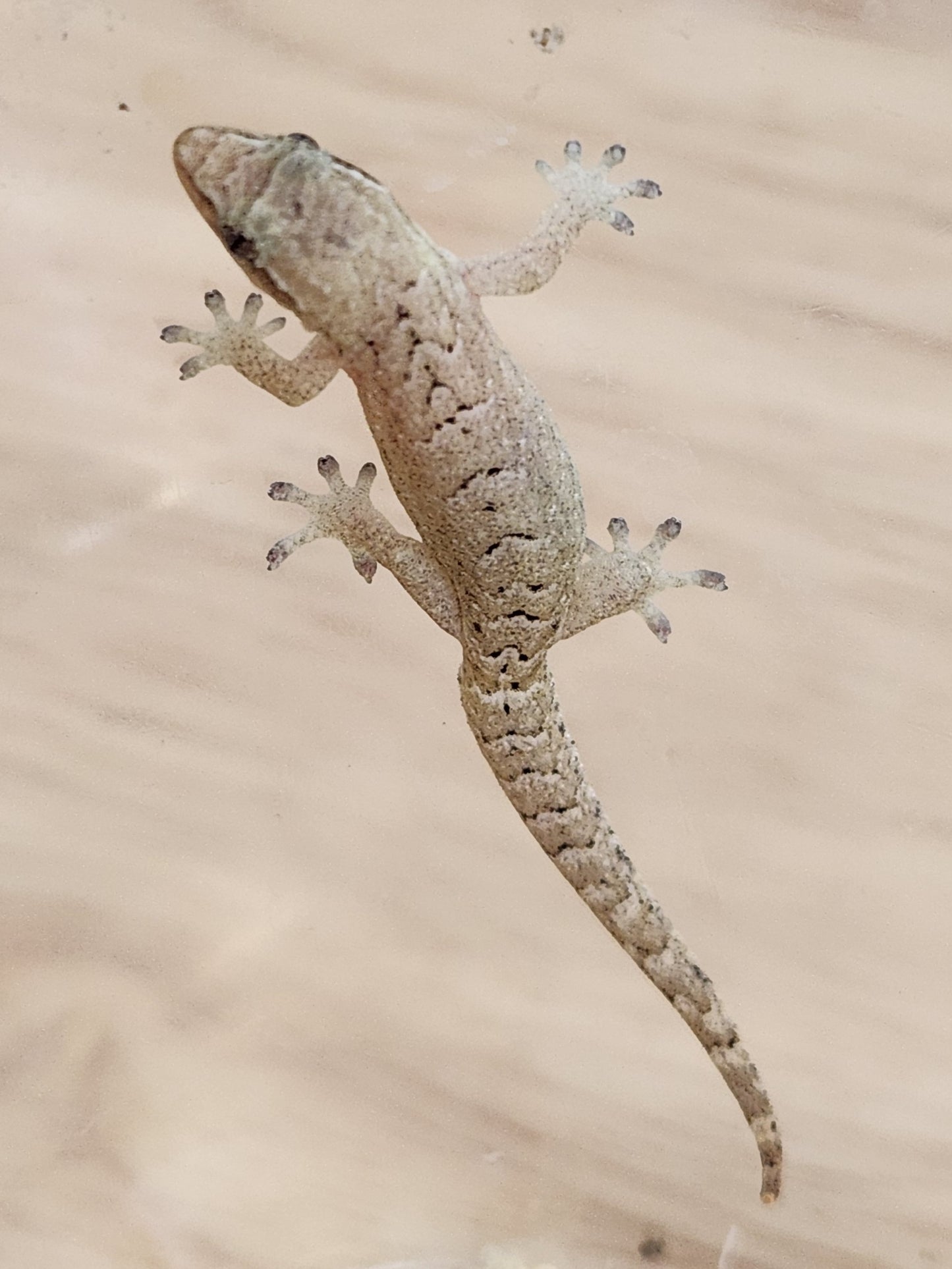 Other Geckos - Mourning Gecko - "Philippine Giant"