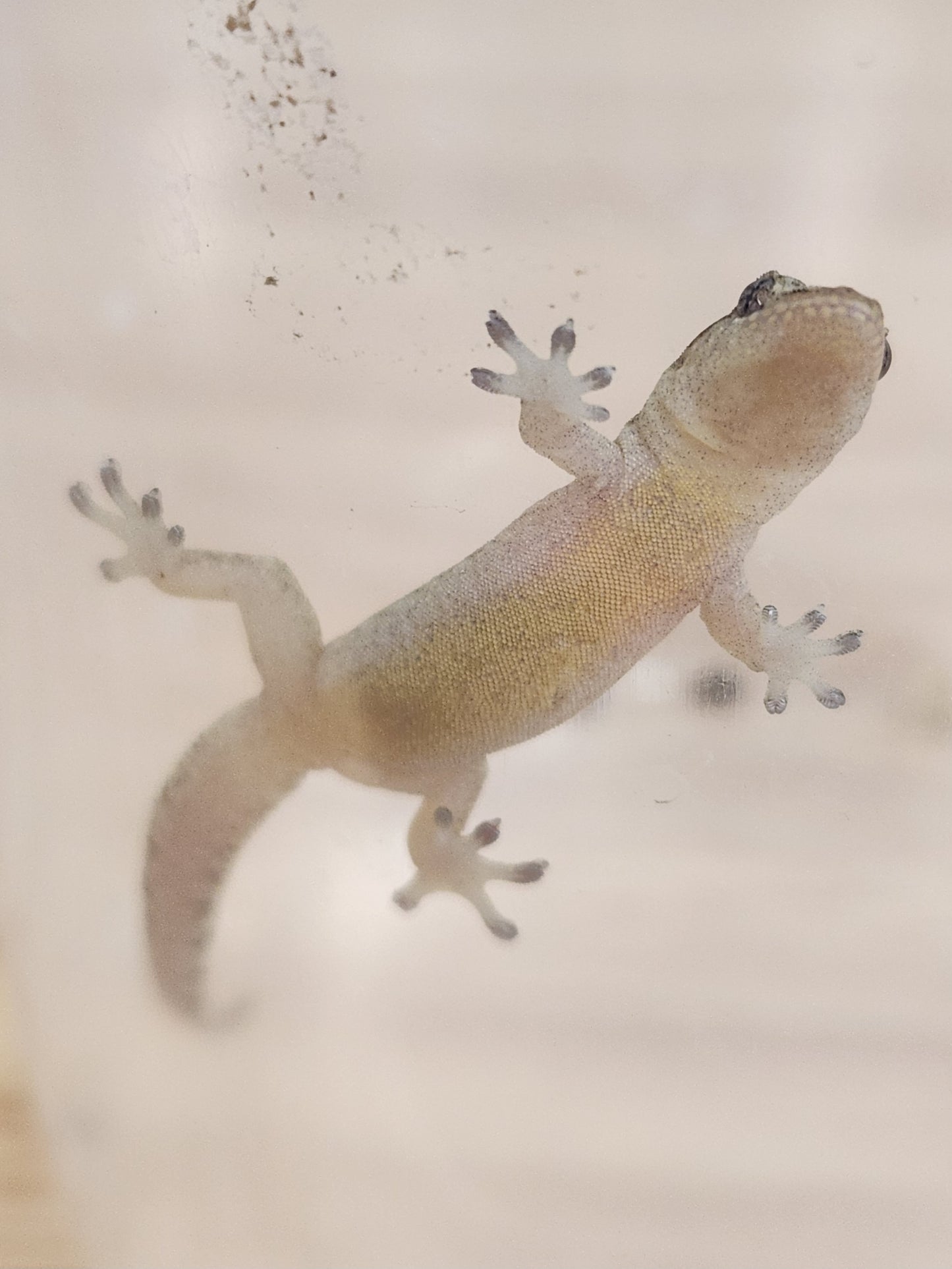 Other Geckos - Mourning Gecko - "Philippine Giant"