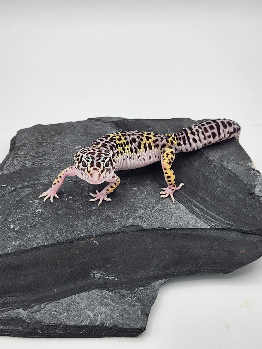 Leopard Gecko - Mack Snow 1 - Female