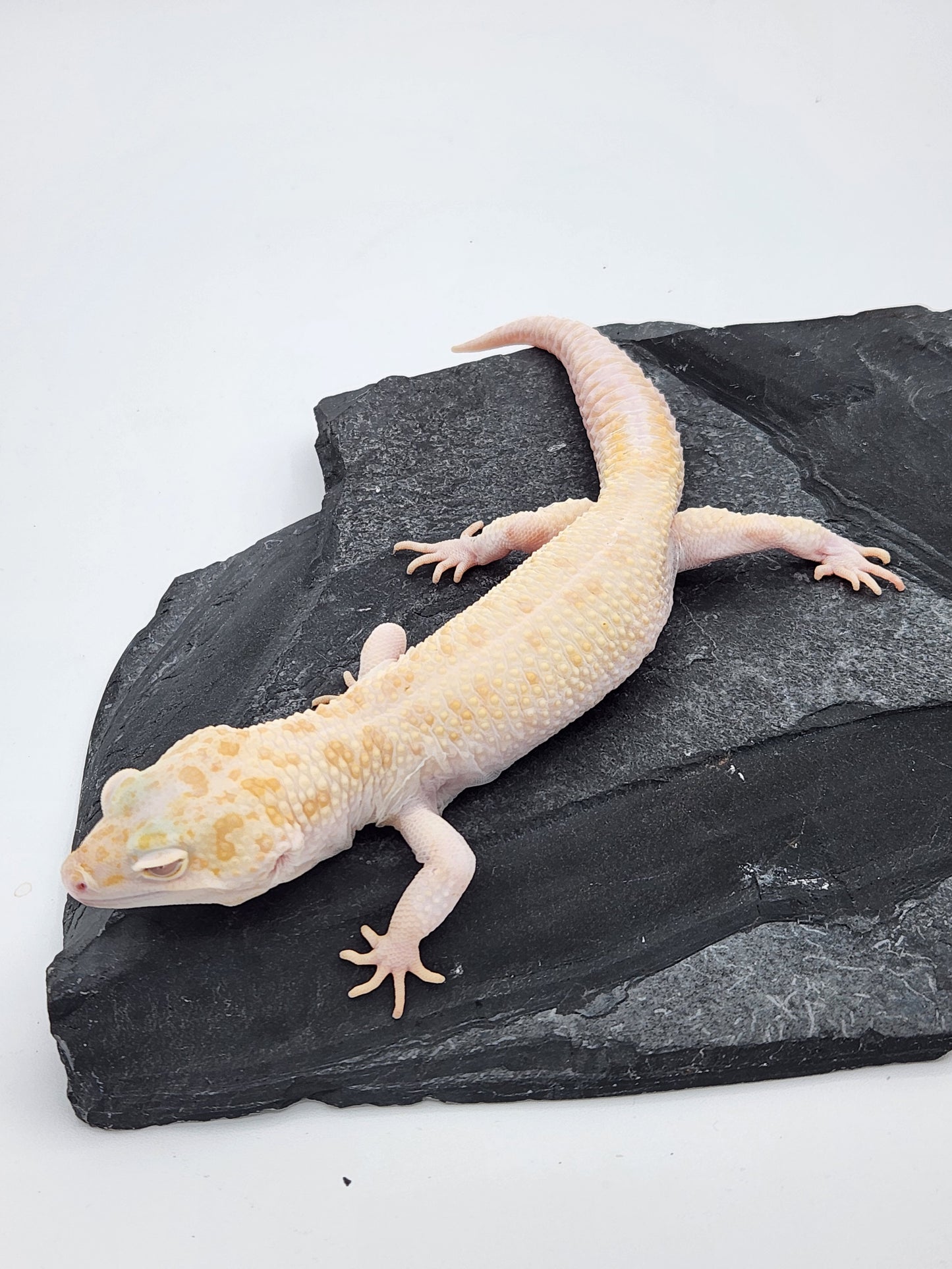 Leopard Gecko - Raptor Pos W&Y - Male
