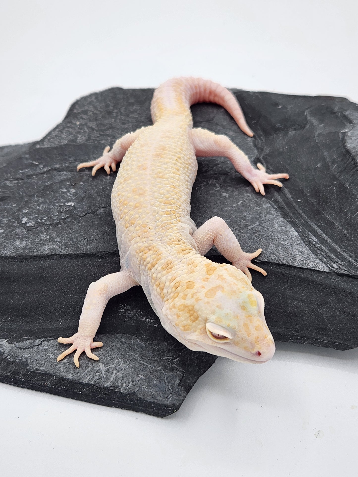 Leopard Gecko - Raptor Pos W&Y - Male