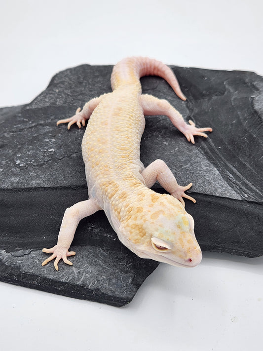 Leopard Gecko - Raptor Pos Enigma - Male
