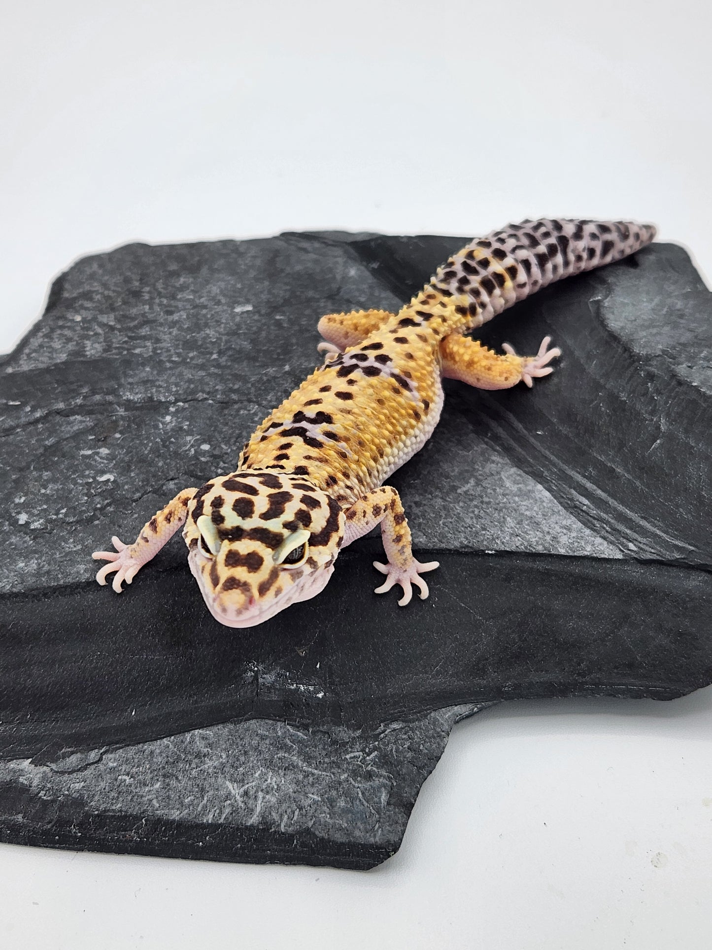 Leopard Gecko - High Yellow - Female