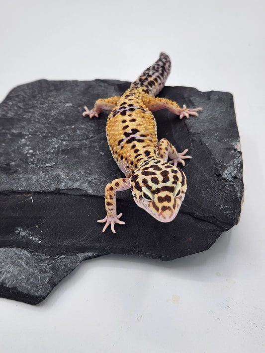 Leopard Gecko - High Yellow - Female