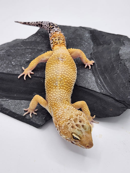 Leopard Gecko - Hypo - Male