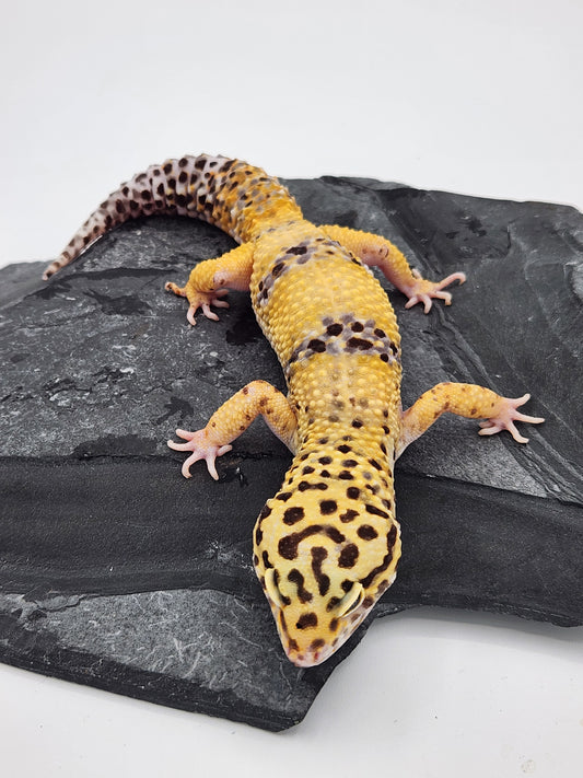 Leopard Gecko - Hypo Tangerine - Male