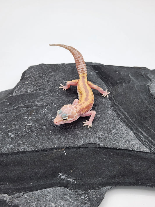 Leopard Gecko - Raptor - Unsexed