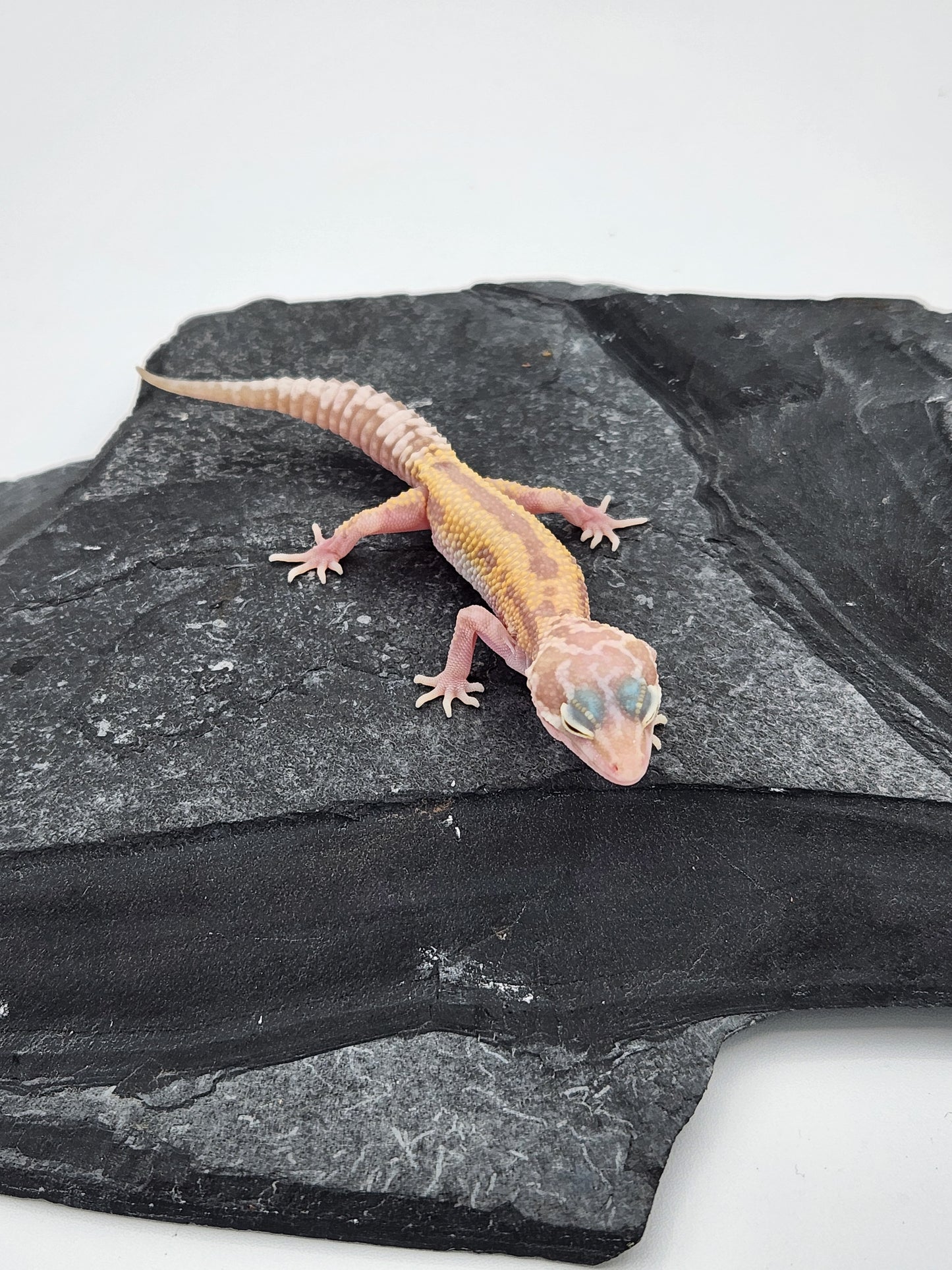 Leopard Gecko - Raptor - Unsexed