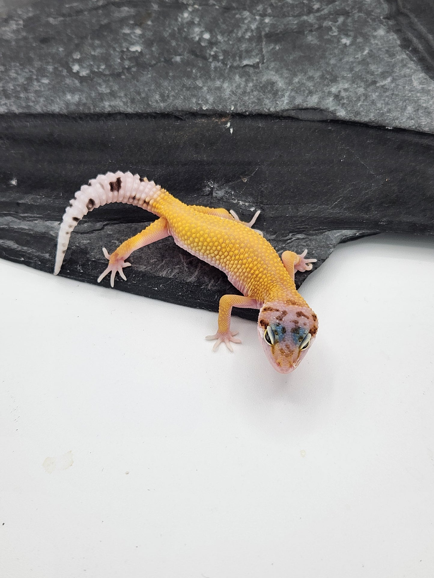 Leopard Gecko - Hypo Jungle Designer - Unsexed