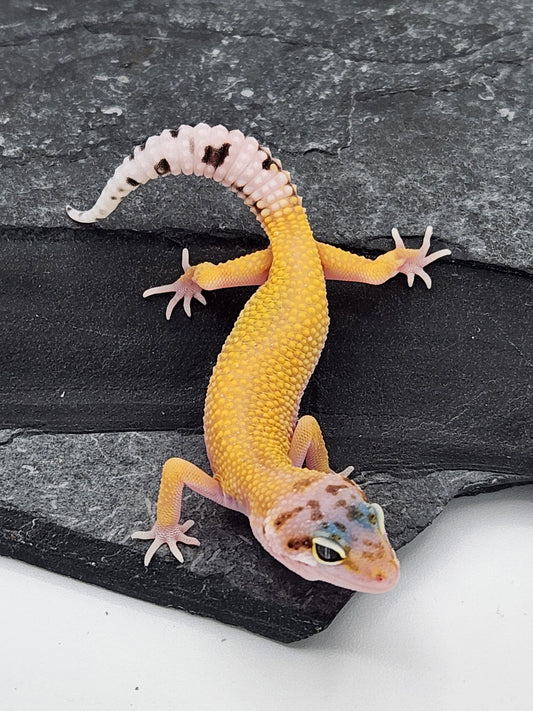 Leopard Gecko - Hypo Jungle Designer - Unsexed