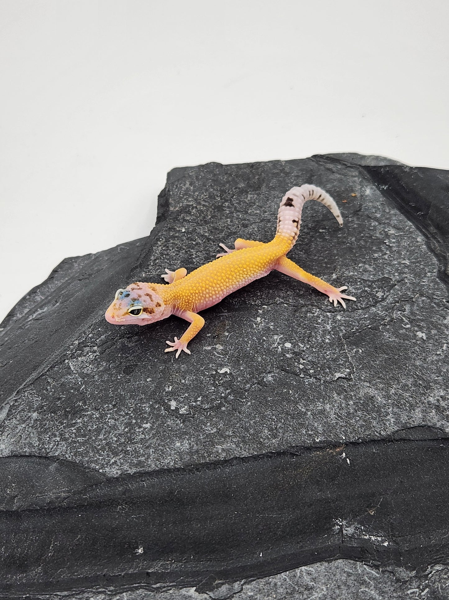 Leopard Gecko - Hypo Jungle Designer - Unsexed