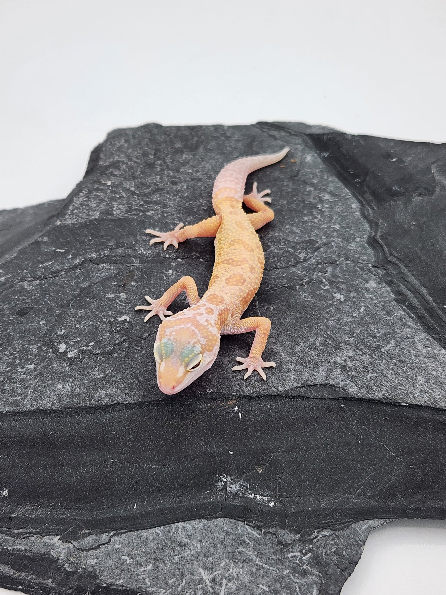 Leopard Gecko - Albino Leucistic - Unsexed