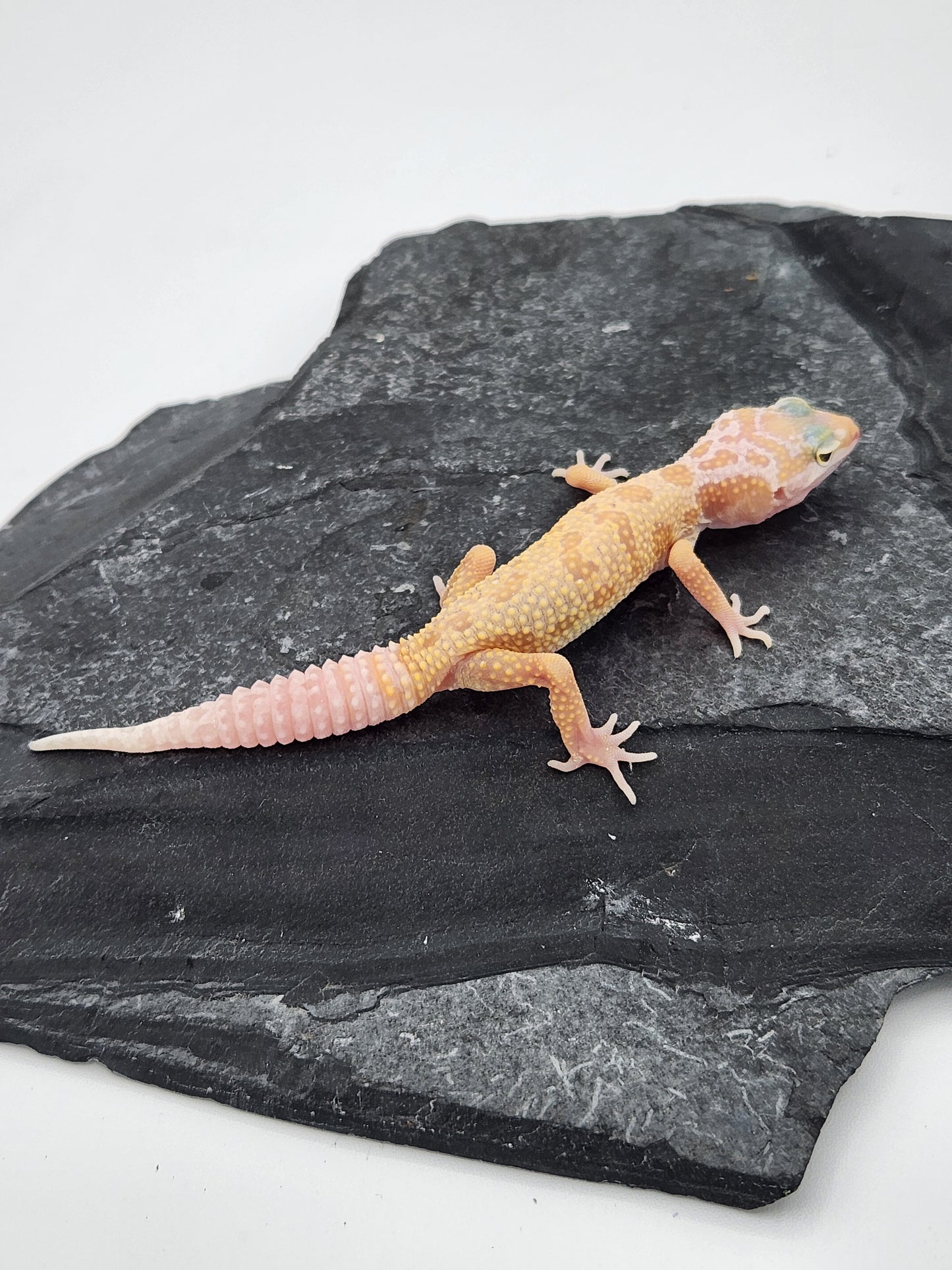 Leopard Gecko - Albino Leucistic - Unsexed