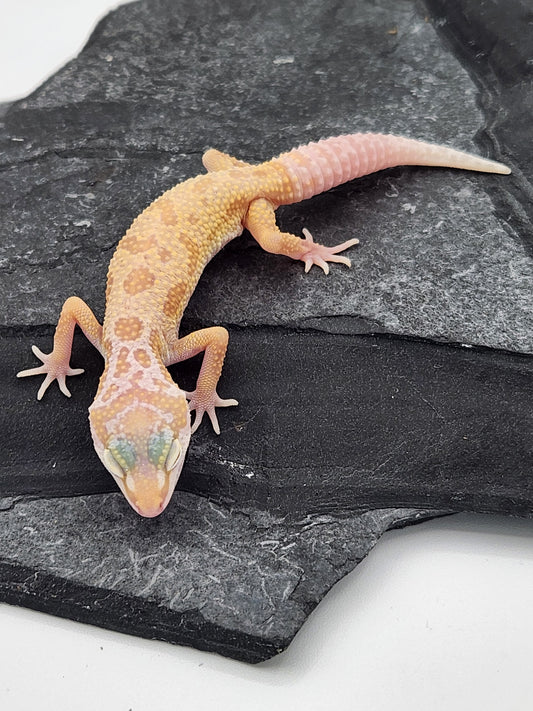 Leopard Gecko - Albino Leucistic - Unsexed