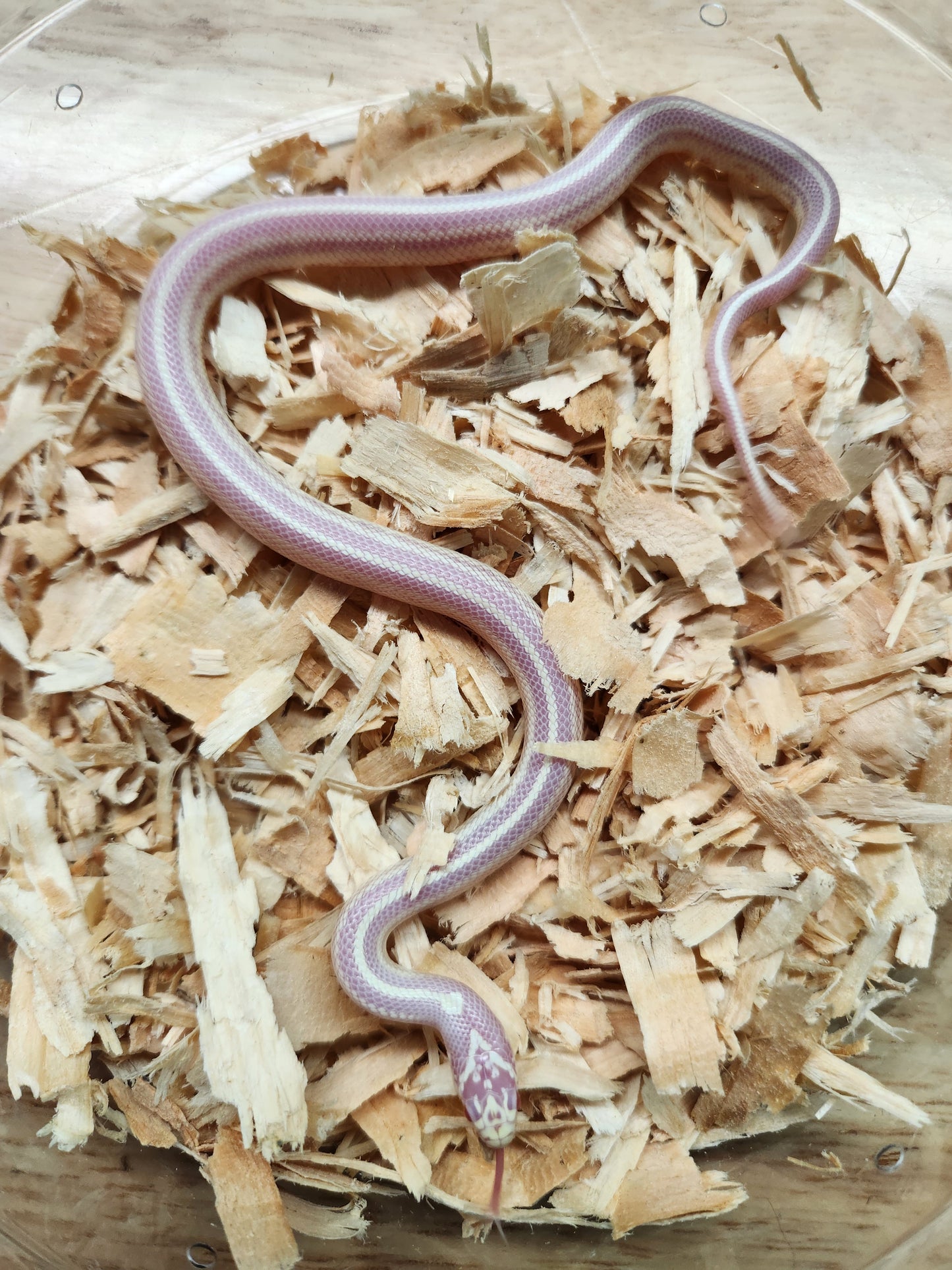 California Kingsnake - Albino Striped - Unsexed