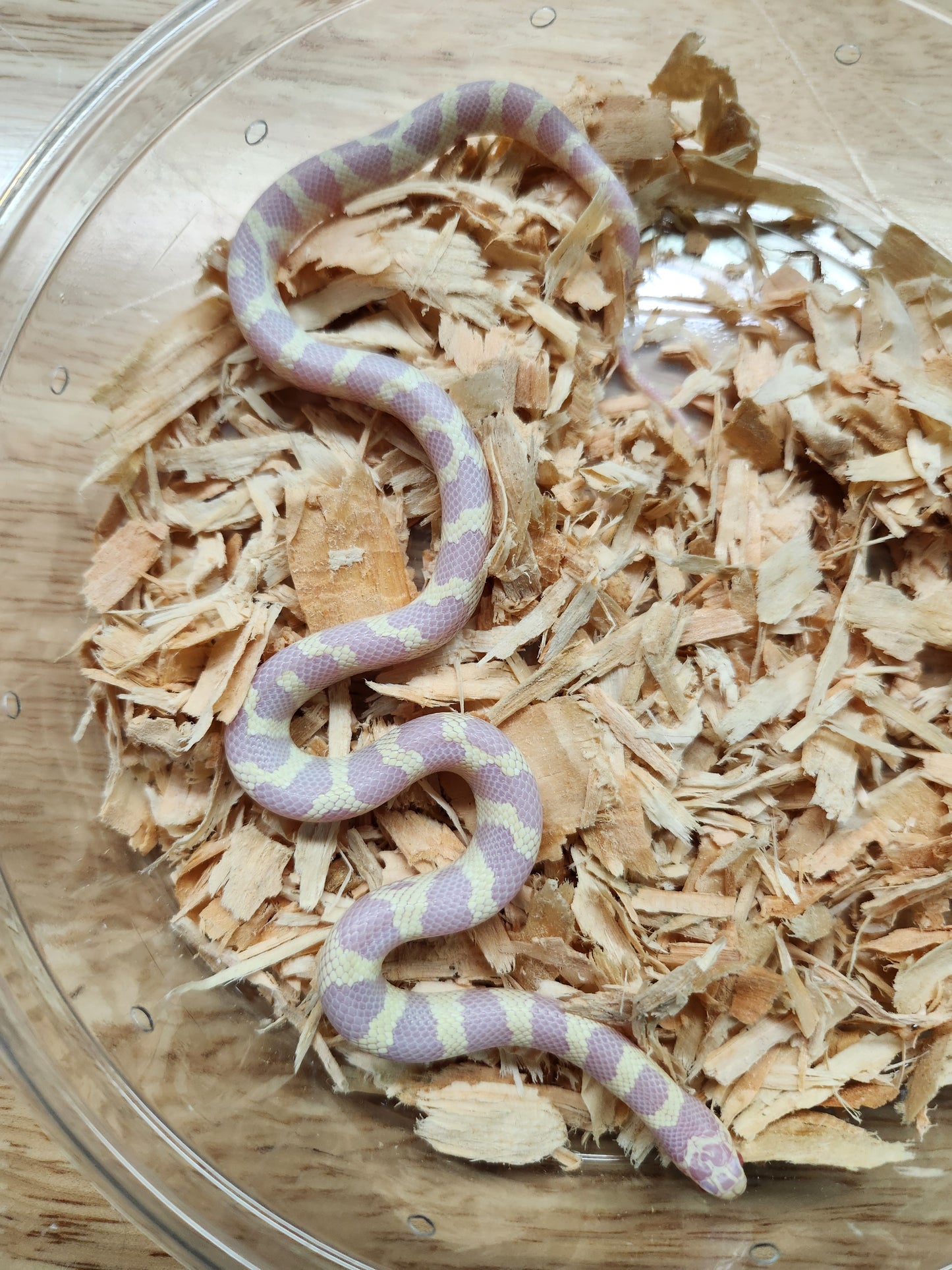California Kingsnake - Albino Banded - Unsexed