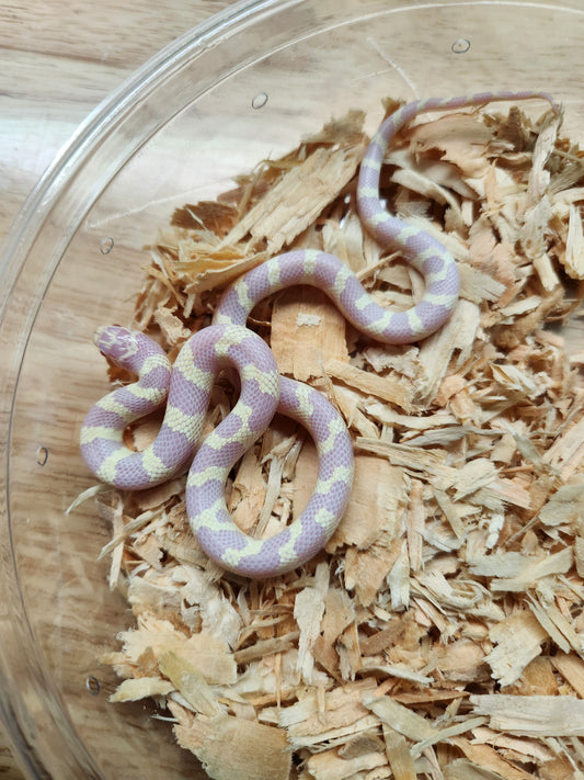 California Kingsnake - Albino Banded - Unsexed