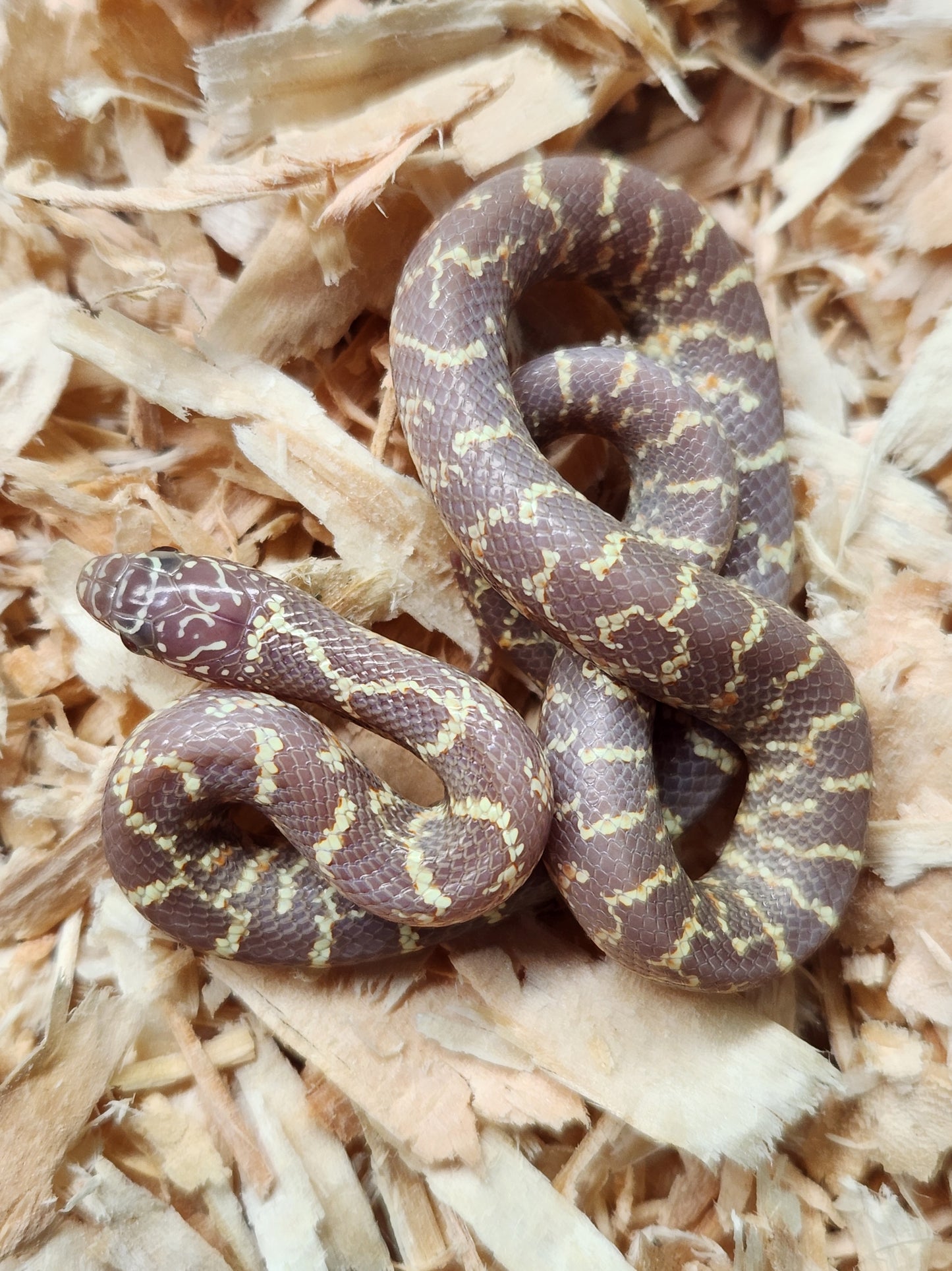 Florida Kingsnake - Albino - Unsexed