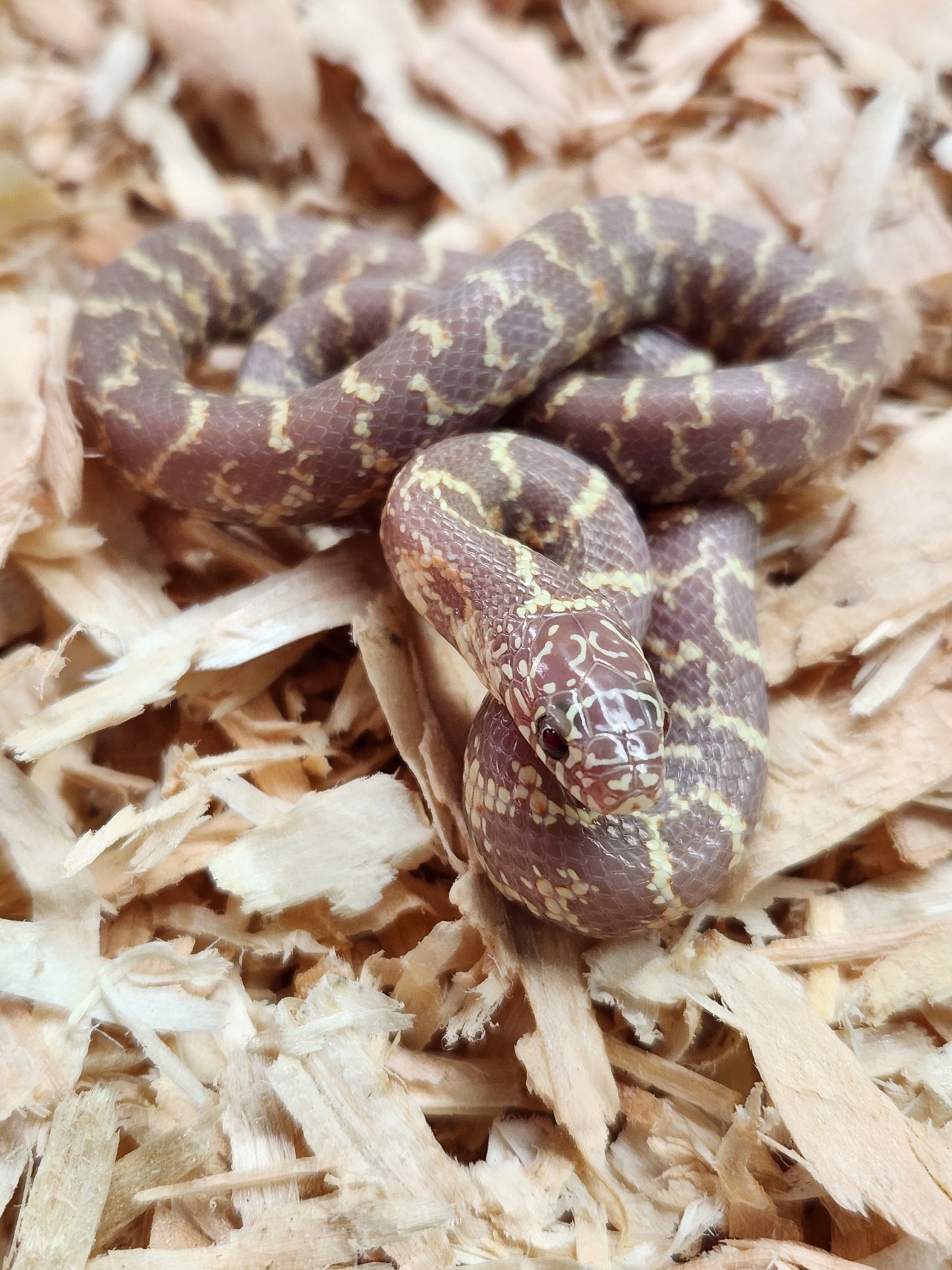 Florida Kingsnake - Albino - Unsexed