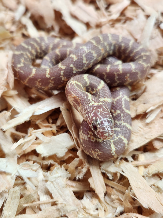 Florida Kingsnake - Albino - Unsexed