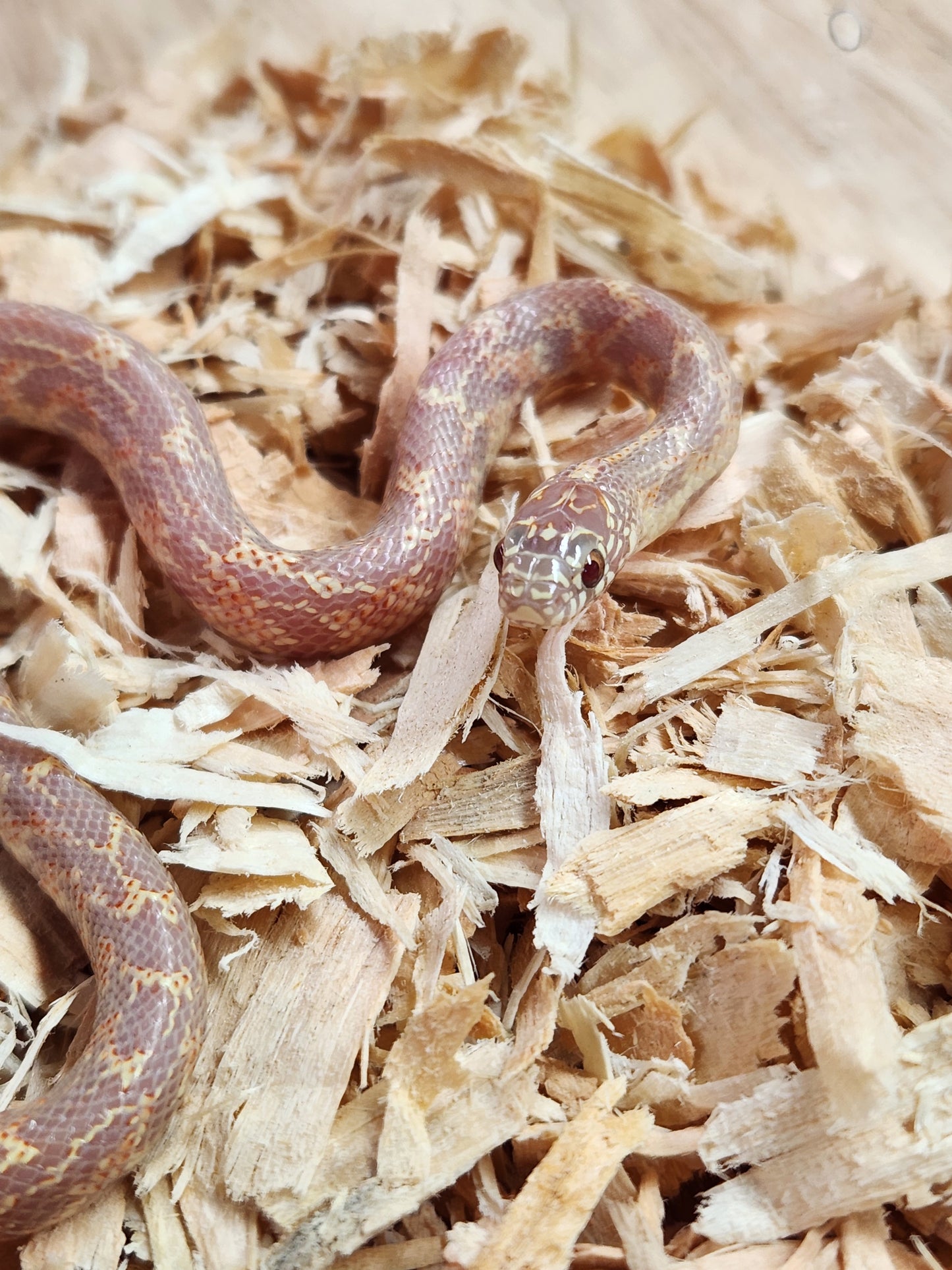 Florida Kingsnake - Albino Mosaic - Unsexed