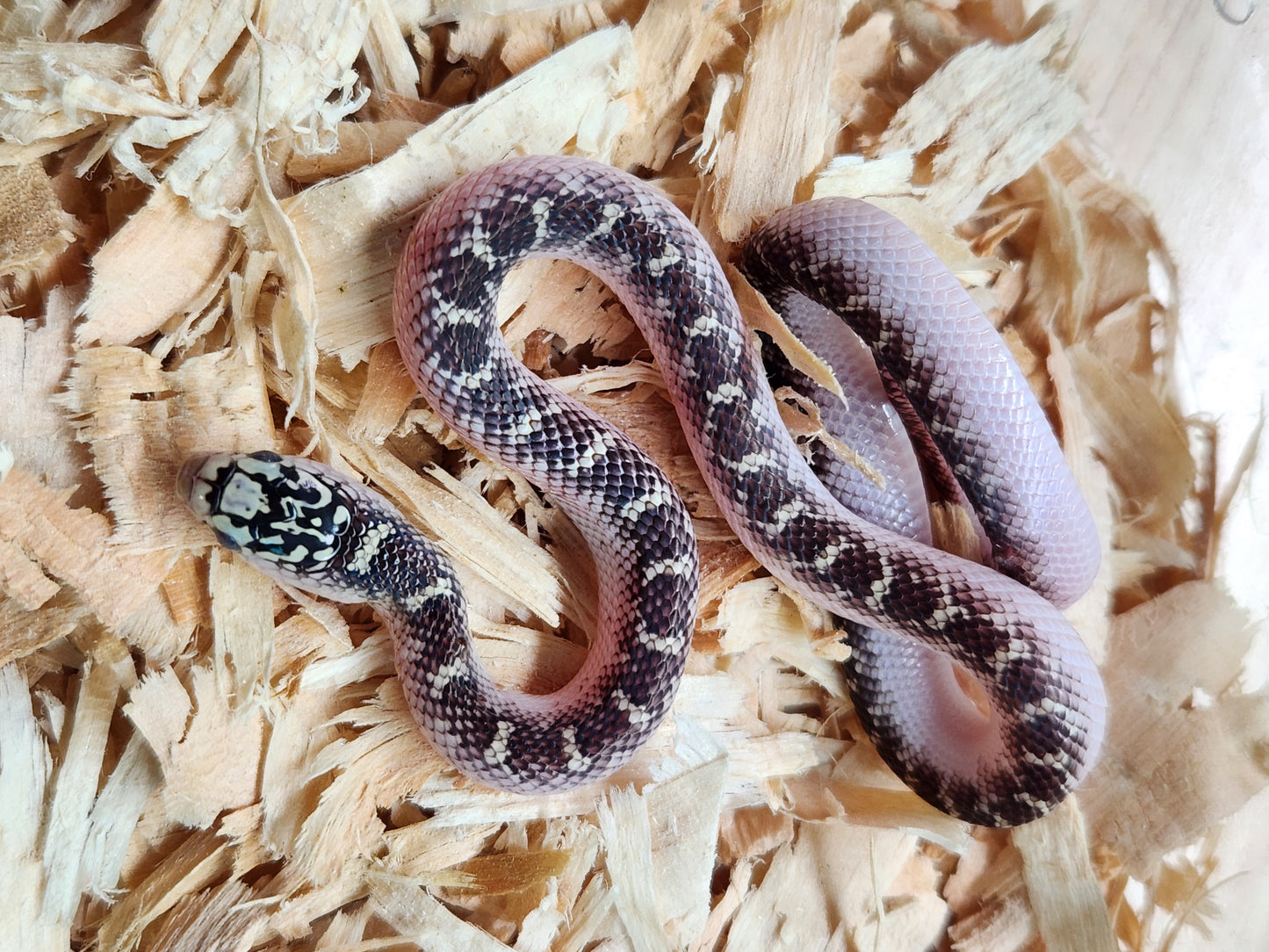 Brooks Kingsnake - White Sided - Unsexed