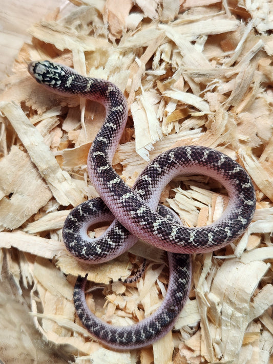 Brooks Kingsnake - White Sided - Unsexed