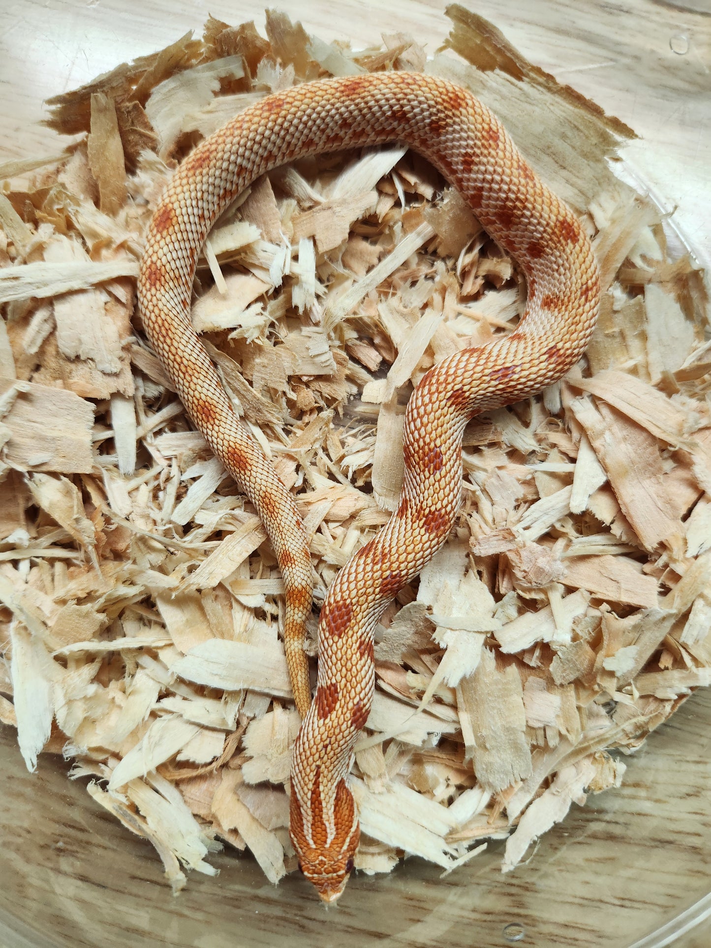 Western Hognose - Albino Anaconda - Male